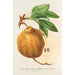 Reproduktion av målningen Poire beurré de Ghlin - Charles Antoine Lemaire