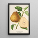 Reproduktion av målningen Poire Joséphine de Binche - Charles Antoine Lemaire