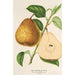 Reproduktion av målningen Poire Joséphine de Binche - Charles Antoine Lemaire