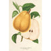Poire beurré de Fromentel - Charles Antoine Lemaire — vy av konstverket
