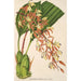 Polycycnis lepida - Charles Antoine Lemaire — vy av konstverket