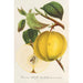 Pomme calville Garibaldi - Charles Antoine Lemaire — vy av konstverket