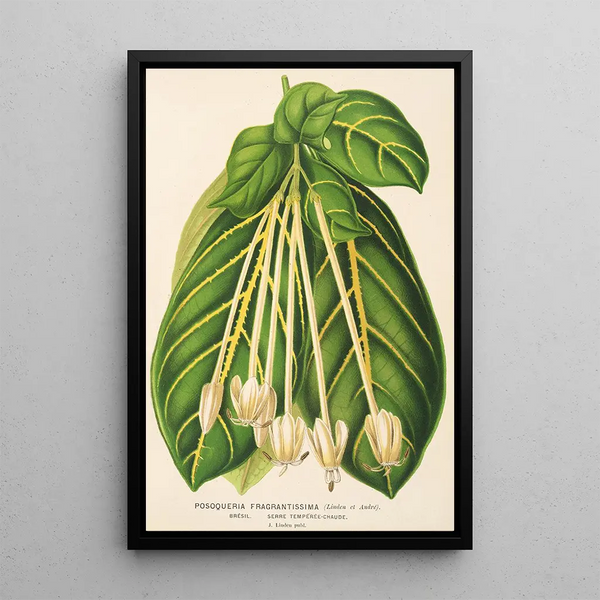 Charles Antoine Lemaire - Posoqueria fragrantissima.webp