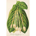Reproduktion av målningen Posoqueria fragrantissima - Charles Antoine Lemaire