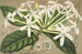 Posoqueria multiflora - Charles Antoine Lemaire — vy av konstverket