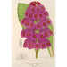 Reproduktion av målningen Primula japonica - Charles Antoine Lemaire