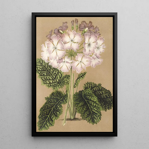 Charles Antoine Lemaire - Primula cortusoides var grandiflora.webp
