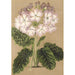 Reproduktion av målningen Primula cortusoides var. grandiflora - Charles Antoine Lemaire