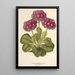 Reproduktion av målningen Primula intermedia hybrida - Charles Antoine Lemaire