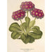 Reproduktion av målningen Primula intermedia hybrida - Charles Antoine Lemaire