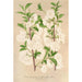 Prunus sinensis japonica - Charles Antoine Lemaire — vy av konstverket