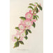 Prunus triloba - Charles Antoine Lemaire — vy av konstverket