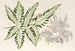 Pteris argyrea - Charles Antoine Lemaire — vy av konstverket