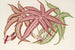 Pteris aspericaulis var. tricolor - Charles Antoine Lemaire — vy av konstverket