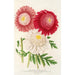 Pyrethrum - Charles Antoine Lemaire — vy av konstverket