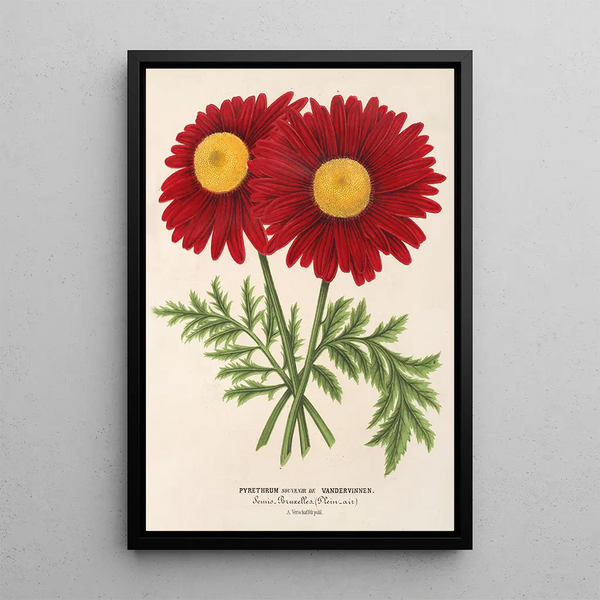 Charles Antoine Lemaire - Pyrethrum Souvenir de Vandervinnen.webp