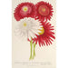 Pyrethrum roseum variétés jardiniques - Charles Antoine Lemaire — vy av konstverket