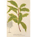 Quercus striata - Charles Antoine Lemaire — vy av konstverket
