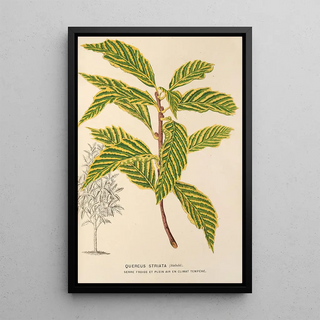 Charles Antoine Lemaire - Quercus striata.webp