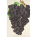 Raisin nouveau Muscat noir de Hambourg - Charles Antoine Lemaire — vy av konstverket