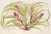 Reineckea carnea fol varieg - Charles Antoine Lemaire — vy av konstverket