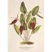 Reproduktion av målningen Restrepia antennifera - Charles Antoine Lemaire