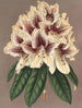 Rhododendron Archiduc Albert hybrid - Charles Antoine Lemaire — vy av konstverket
