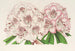 Rhododendron Bijou de Gand hybride - Charles Antoine Lemaire — vy av konstverket
