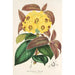 Rhododendron Boothii - Charles Antoine Lemaire — vy av konstverket