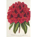 Rhododendron Duc Adolphe de Nassau - Charles Antoine Lemaire — vy av konstverket