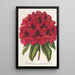 Rhododendron Duc Adolphe de Nassau - Charles Antoine Lemaire — inramlat konstverk på väggen