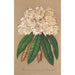 Rhododendron Grand Duc de Bade - Charles Antoine Lemaire — vy av konstverket