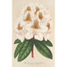 Reproduktion av målningen Rhododendron Minnie - Charles Antoine Lemaire