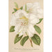 Rhododendron Sesterianum hybrid - Charles Antoine Lemaire — vy av konstverket