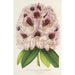 Rhododendron Verschaffeltii - Charles Antoine Lemaire — vy av konstverket