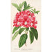 Reproduktion av målningen Rhododendron azaleoides var. crispinorum - Charles Antoine Lemaire