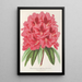Reproduktion av målningen Rhododendron formosum - Charles Antoine Lemaire