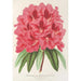 Reproduktion av målningen Rhododendron formosum - Charles Antoine Lemaire