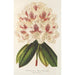 Rhododendron hybrid Baron Osy - Charles Antoine Lemaire — vy av konstverket