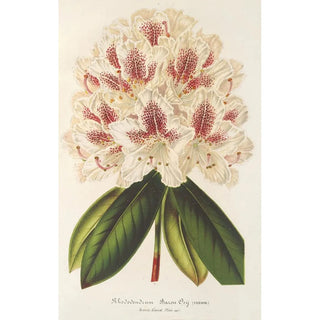 Charles Antoine Lemaire - Rhododendrum hybr Baron Osy.webp