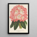 Reproduktion av målningen Rhododendron hybridum Duchesse de Nassau - Charles Antoine Lemaire
