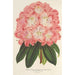 Reproduktion av målningen Rhododendron hybridum Duchesse de Nassau - Charles Antoine Lemaire