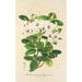 Rhododendron jasminiflorum - Charles Antoine Lemaire — vy av konstverket