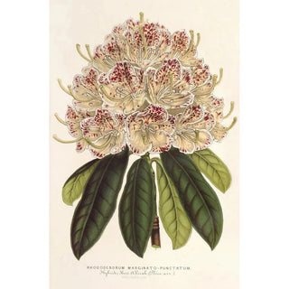 Rhododendron marginatopunctatum hybride - Charles Antoine Lemaire — vy av konstverket