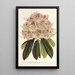 Rhododendron marginatopunctatum hybride - Charles Antoine Lemaire — inramlat konstverk på väggen