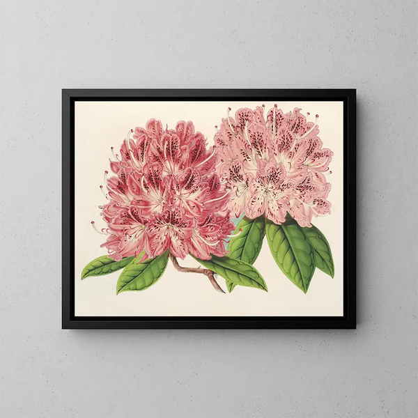 Rhododendron omniguttatum hybrid - Charles Antoine Lemaire — inramlat konstverk på väggen