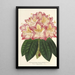 Reproduktion av målningen Rhododendron ornatissimum hybride - Charles Antoine Lemaire