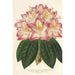 Reproduktion av målningen Rhododendron ornatissimum hybride - Charles Antoine Lemaire