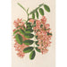 Reproduktion av målningen Robinia pseudacacia var. Decaisneana - Charles Antoine Lemaire
