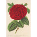 Rose Duchesse de Mdina - Charles Antoine Lemaire — vy av konstverket